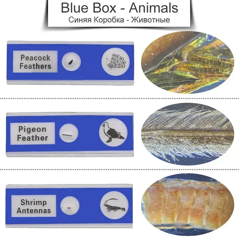 12 Plastic Microscope Slides 4 Boxes Biological Experimental Specimens for Children and Students' Enlightenment Education