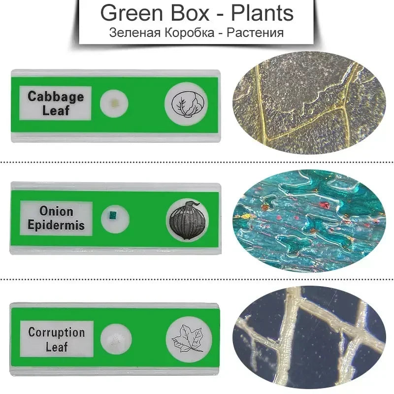 12 Plastic Microscope Slides 4 Boxes Biological Experimental Specimens for Children and Students' Enlightenment Education