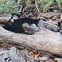 Camping Hatchet, Forged Steel Construction Survival Hatchet, with Nylon Sheath, Anti-Slip & Shock Reduction Grip, Tactical Axe