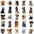 10/30/50/100pcs Cute Dog Cat MEME Funny Animals Stickers Kawaii Cartoon Decals Skateboard Notebook Luggage Phone Car Sticker Toy